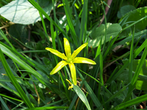 20160428-geelster_kleur_vds_site.jpg